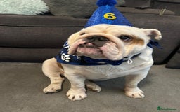 English Bulldog dogs for sale: Neil  - Image 14