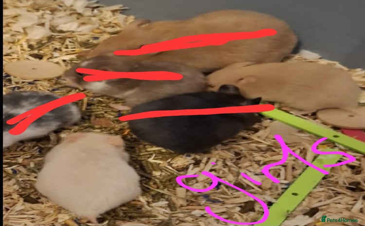 Hamster rodents - Advert 14