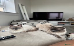 Ragdoll cats for sale: Blue Point kitten Ragdoll - Image 3