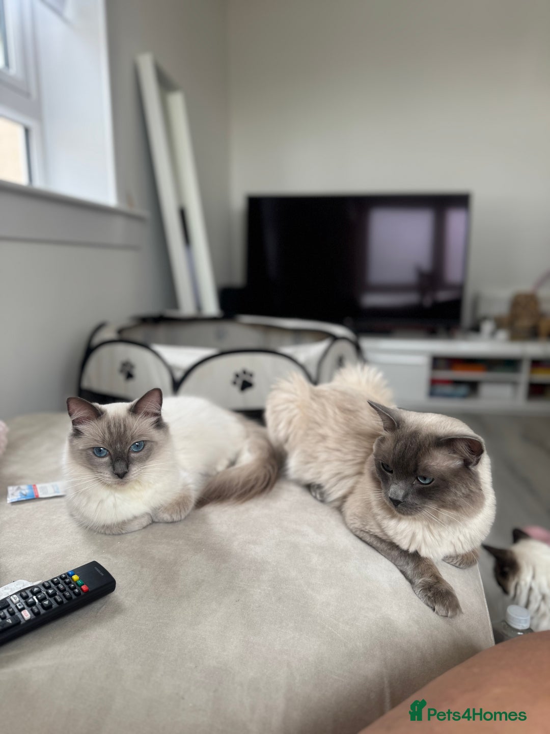 Ragdoll cats for sale: Blue Point kitten Ragdoll - Image 3