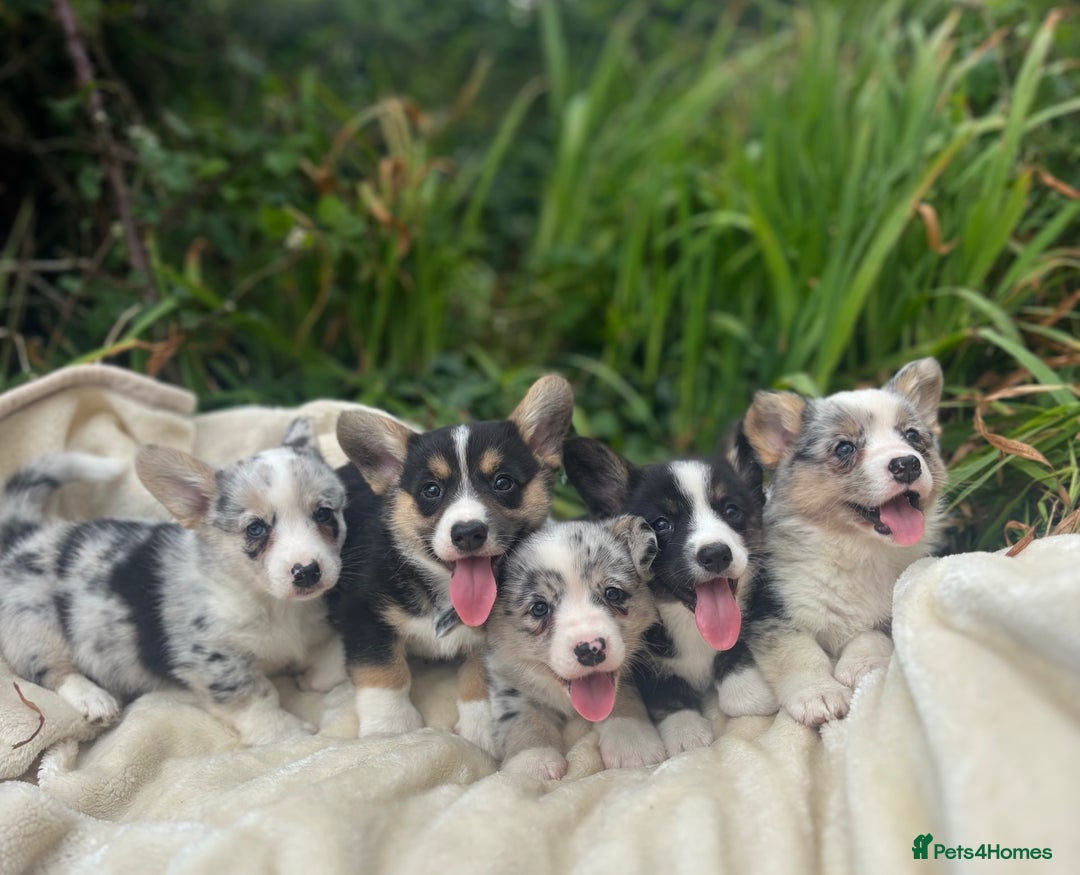 Welsh Corgi Cardigan dogs for sale: ⭐️Beautiful Cardiganshire Corgi Pups⭐️*1 LEFT* - Image 7