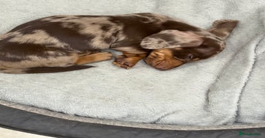 Dachshund dogs - Advert 10