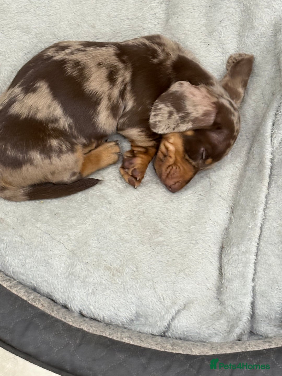 Dachshund dogs for sale: Miniature Dachshund (smooth Haired) - Image 2