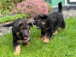 German Shepherd dogs Stunning GSD girl and boy looking for home - Advert 2