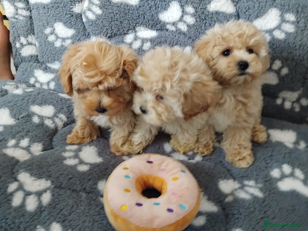 Maltipoo dogs for sale:  Maltipoo puppies  mix litter - Image 15