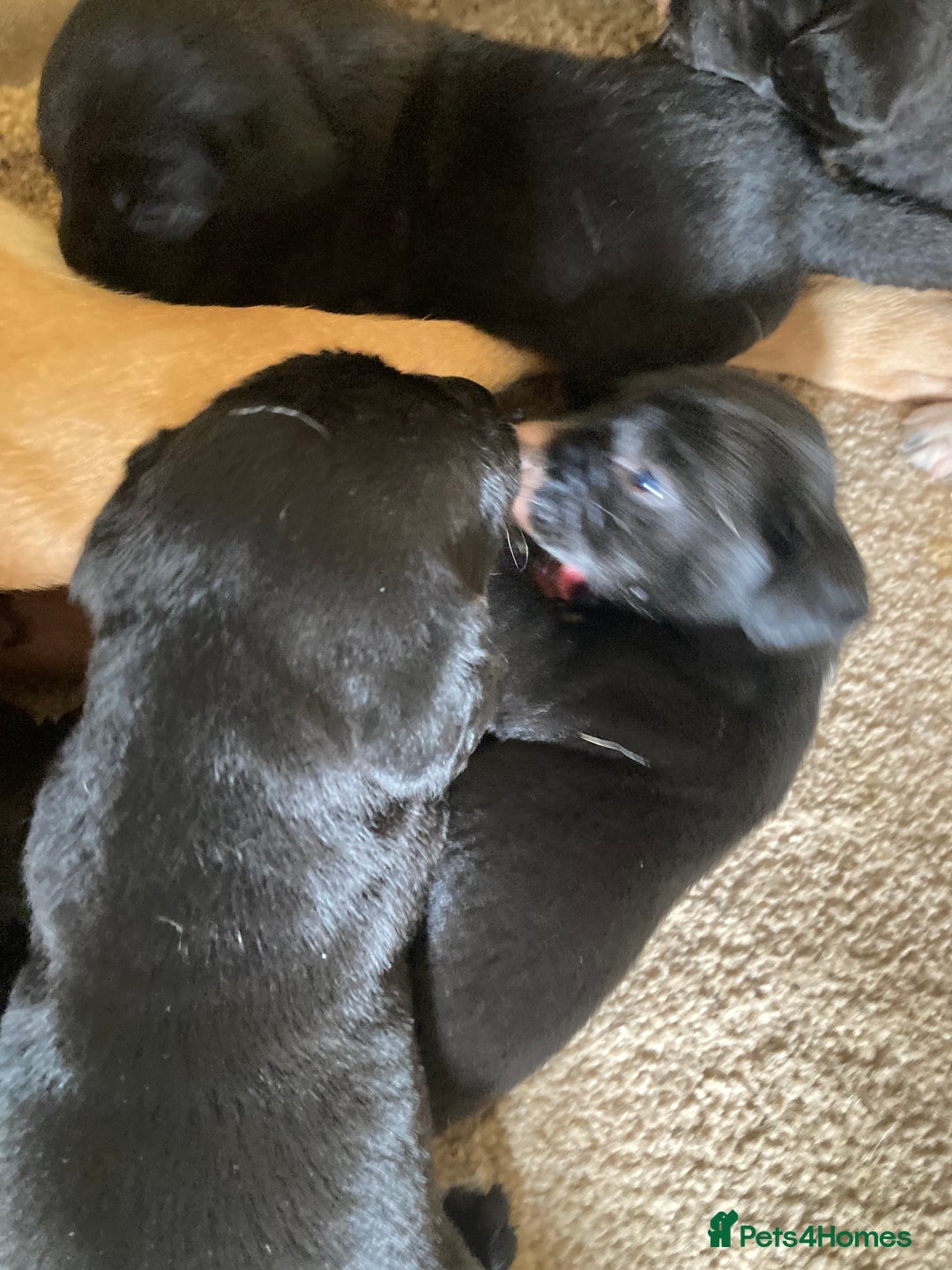 Springador dogs for sale: Springadors from working puppies  - Image 4