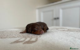 Bordoodle dogs for sale: OUTSTANDING *TRI COLOUR* MINIATURE BORDOODLES - Image 23