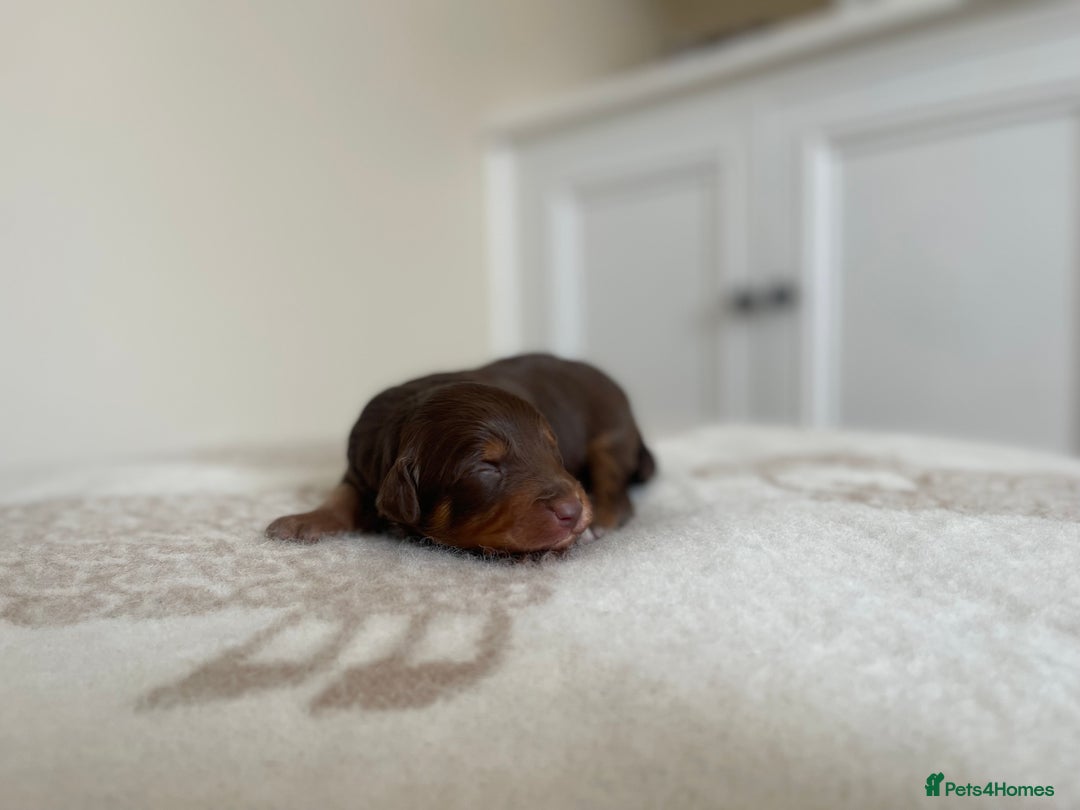 Bordoodle dogs for sale: OUTSTANDING *TRI COLOUR* MINIATURE BORDOODLES - Image 23