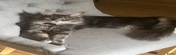 Maine Coon cats for sale: Beautiful Maine coon kittens 🐱  - Advert 1