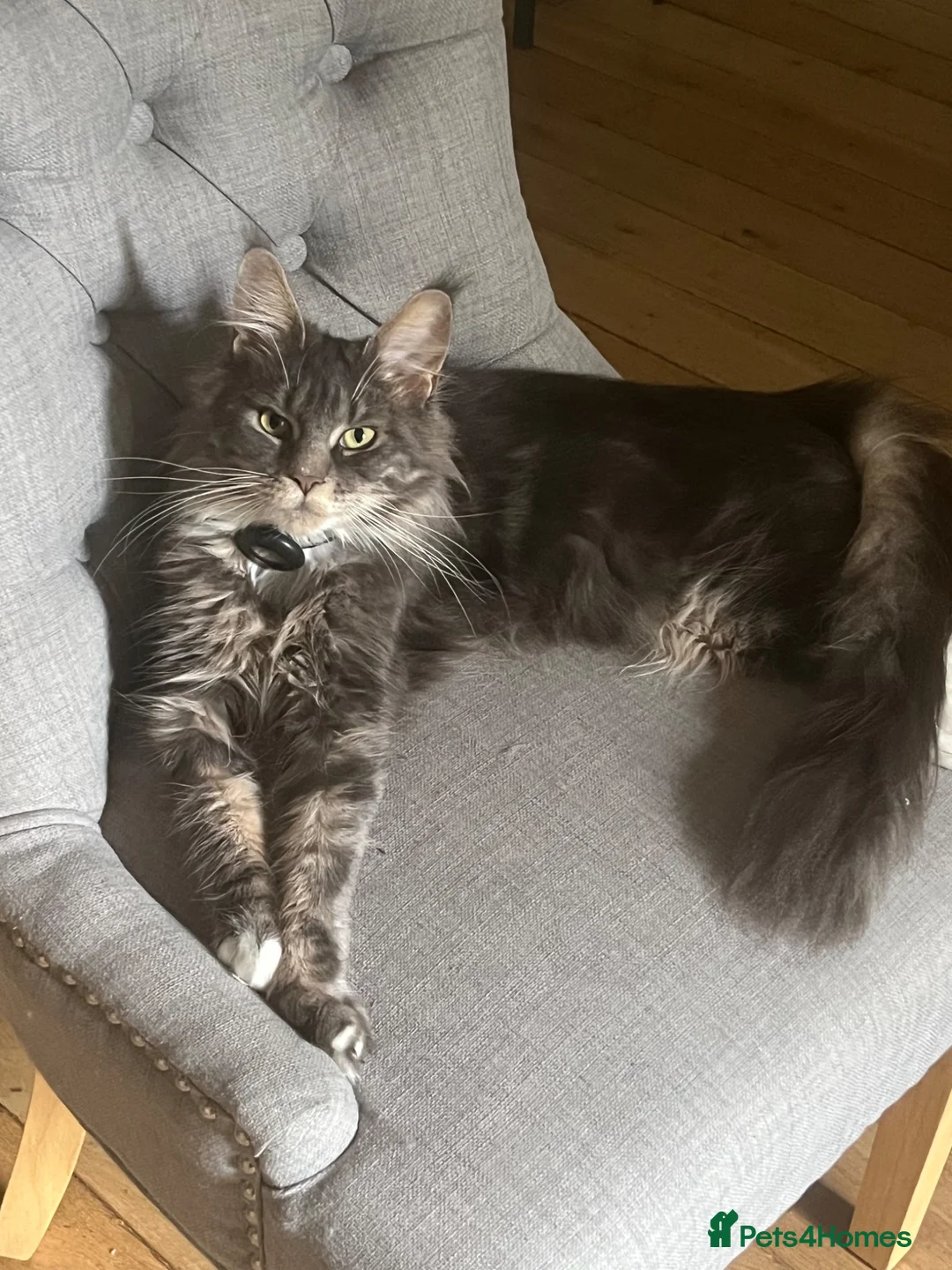 Maine Coon cats for sale: Beautiful Maine coon kittens 🐱  - Advert 1