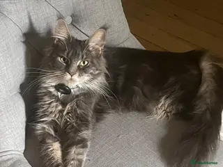 Maine Coon cats Beautiful Maine coon kittens 🐱 - Advert 6