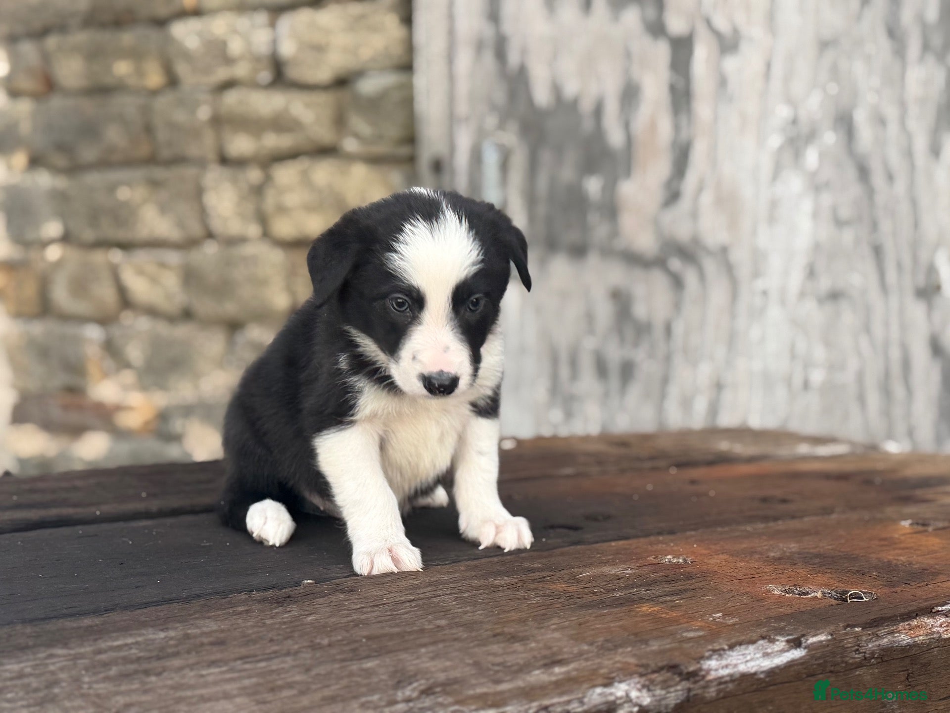 Border Collie dogs Fully health tested collie pups  - Advert 1