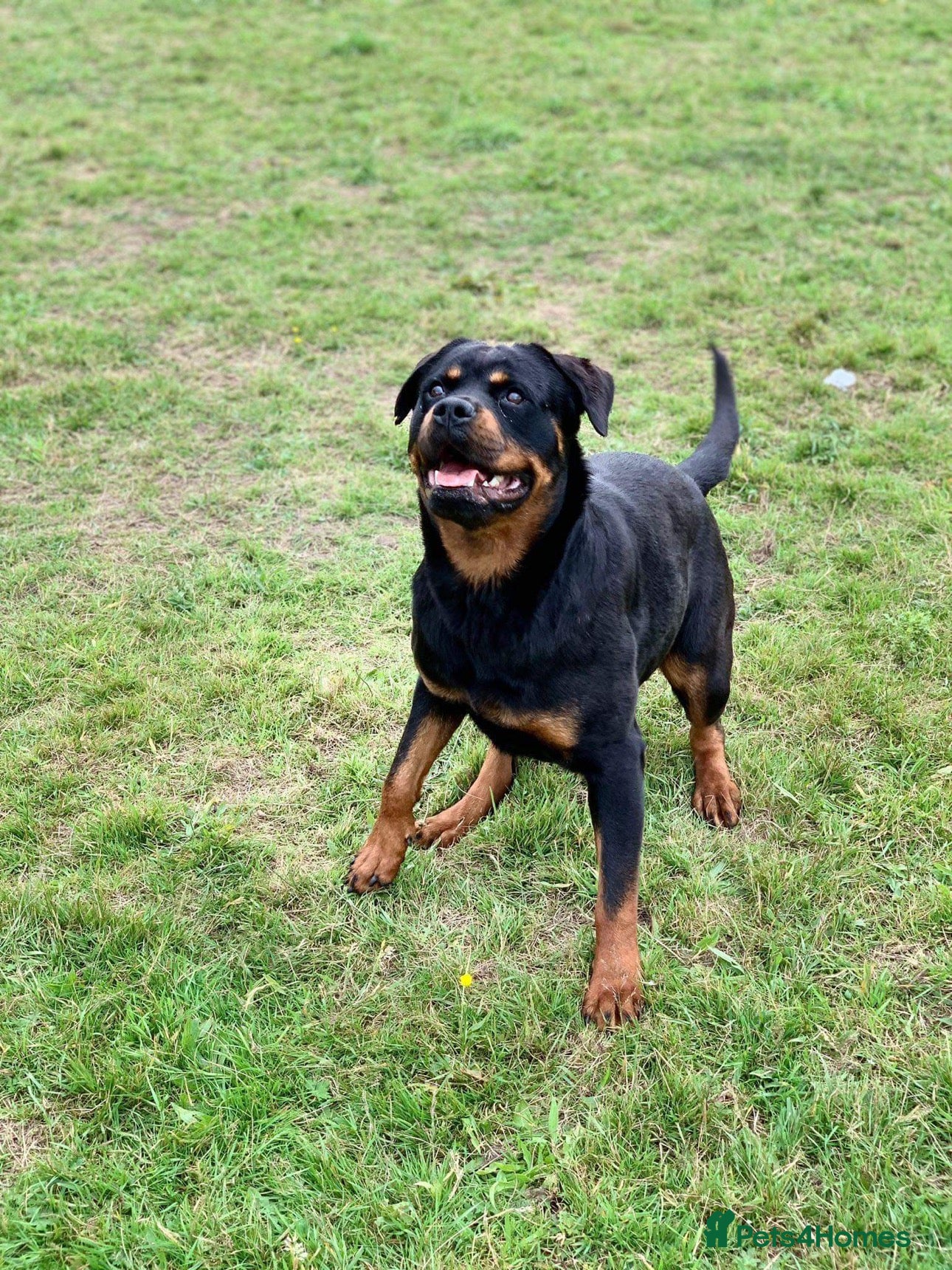 Rottweiler dogs Outstanding KC registered Rottweiler puppies  - Advert 13