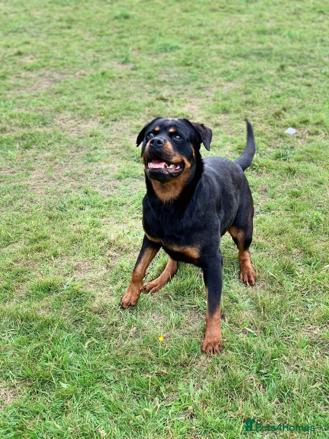Rottweiler dogs for sale: Outstanding KC registered Rottweiler puppies  - Advert 1