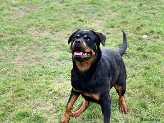 Rottweiler dogs Outstanding KC registered Rottweiler puppies - Advert 16