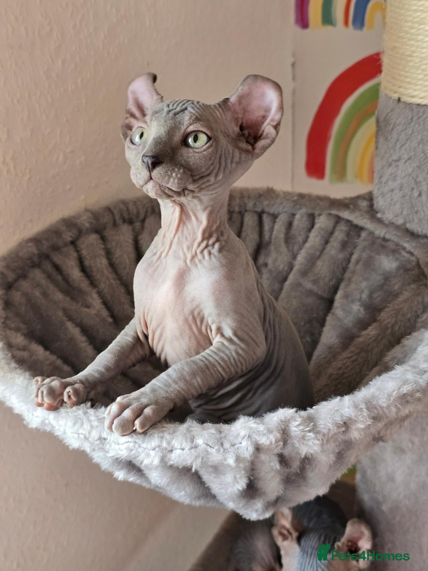 Sphynx cats for sale: 🐾 Gorgeous Sphynx Kittens – Reservations Open! 🐾 - Advert 1