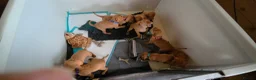 Hungarian Vizsla dogs for sale: Pedigree Hungarian Vizsla pups. Show/working/pet - Advert 4