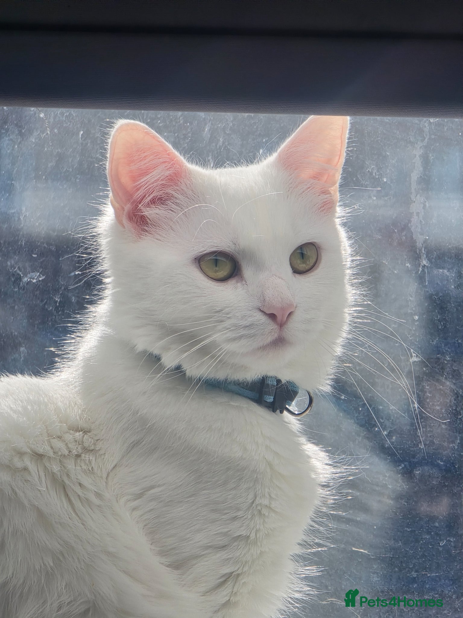 Turkish Angora cats Adorable kittens looking to be rehomed. - Advert 17