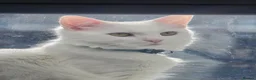 Turkish Angora cats for sale: Adorable kittens looking to be rehomed. in Barking - Advert 1