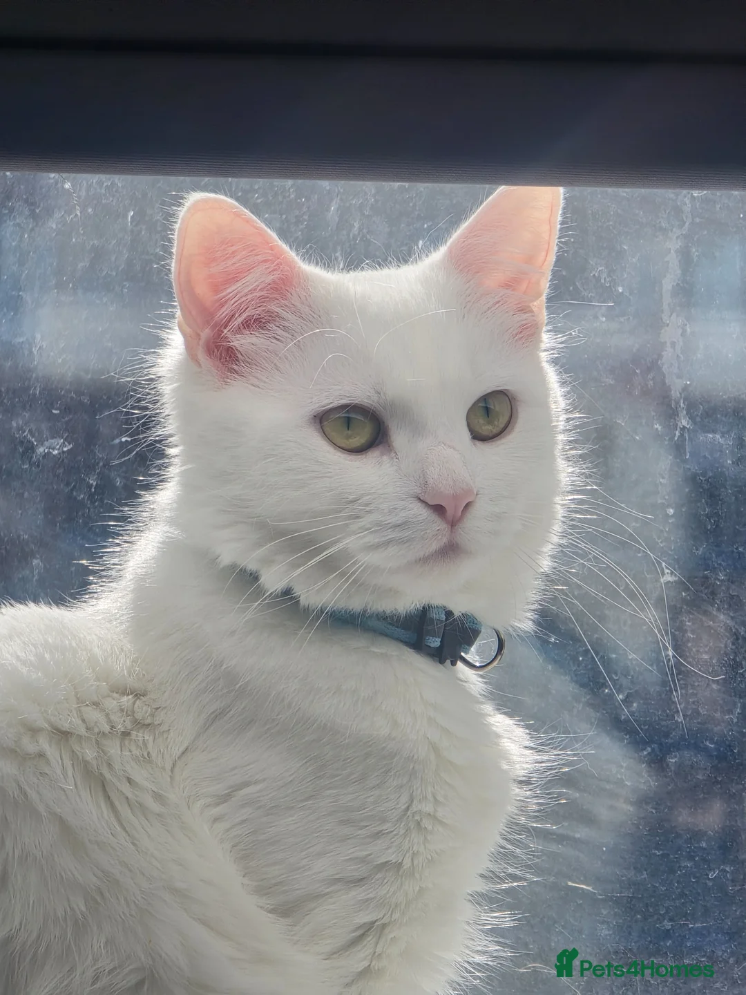 Turkish Angora cats for sale: Adorable kittens looking to be rehomed. in Barking - Advert 1