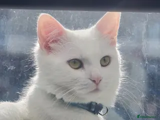 Turkish Angora cats Adorable kittens looking to be rehomed. - Advert 1