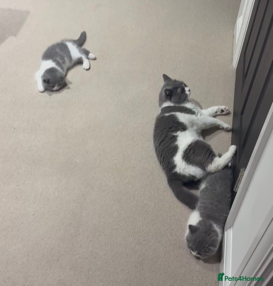 Mixed Breed cats for sale: Stunning, gentle lilac female kitten - Advert 3