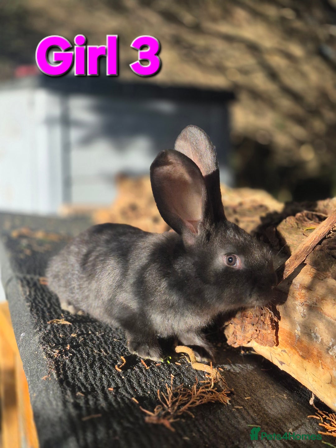 Continental Giant rabbits for sale: Pure Continental Giant Vaccinated  - Advert 8