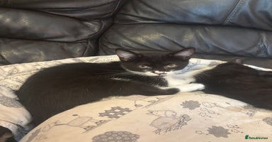 Mixed Breed cats - Advert 8