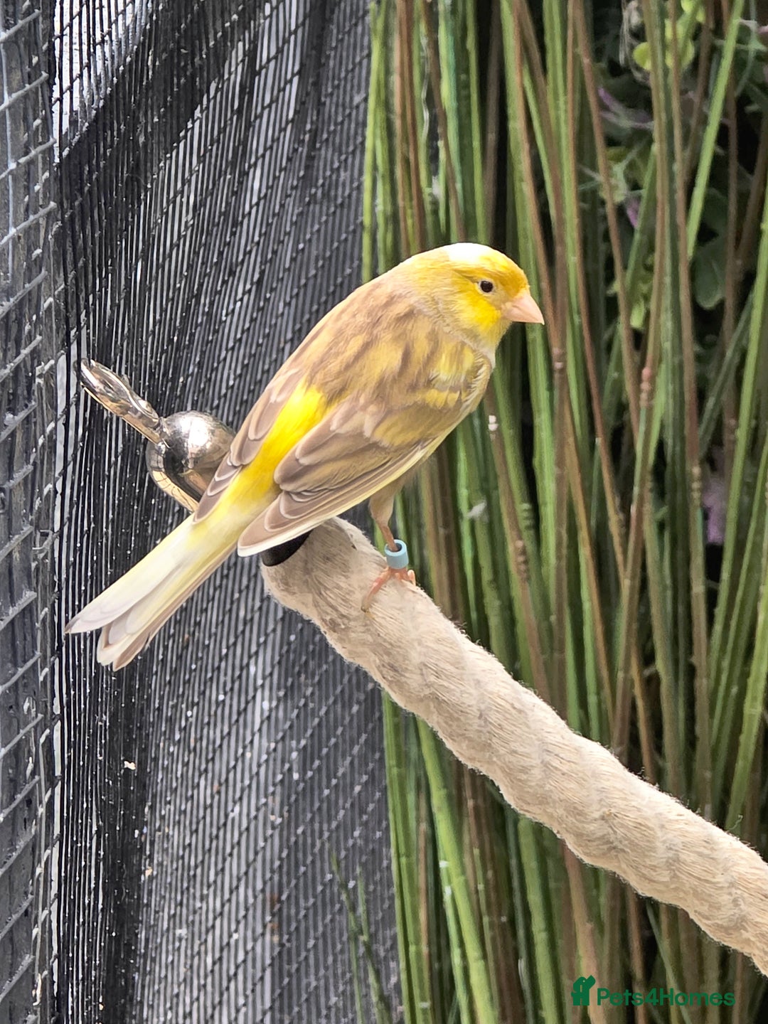 Canaries birds for sale: Various Canaries Available - Advert 7