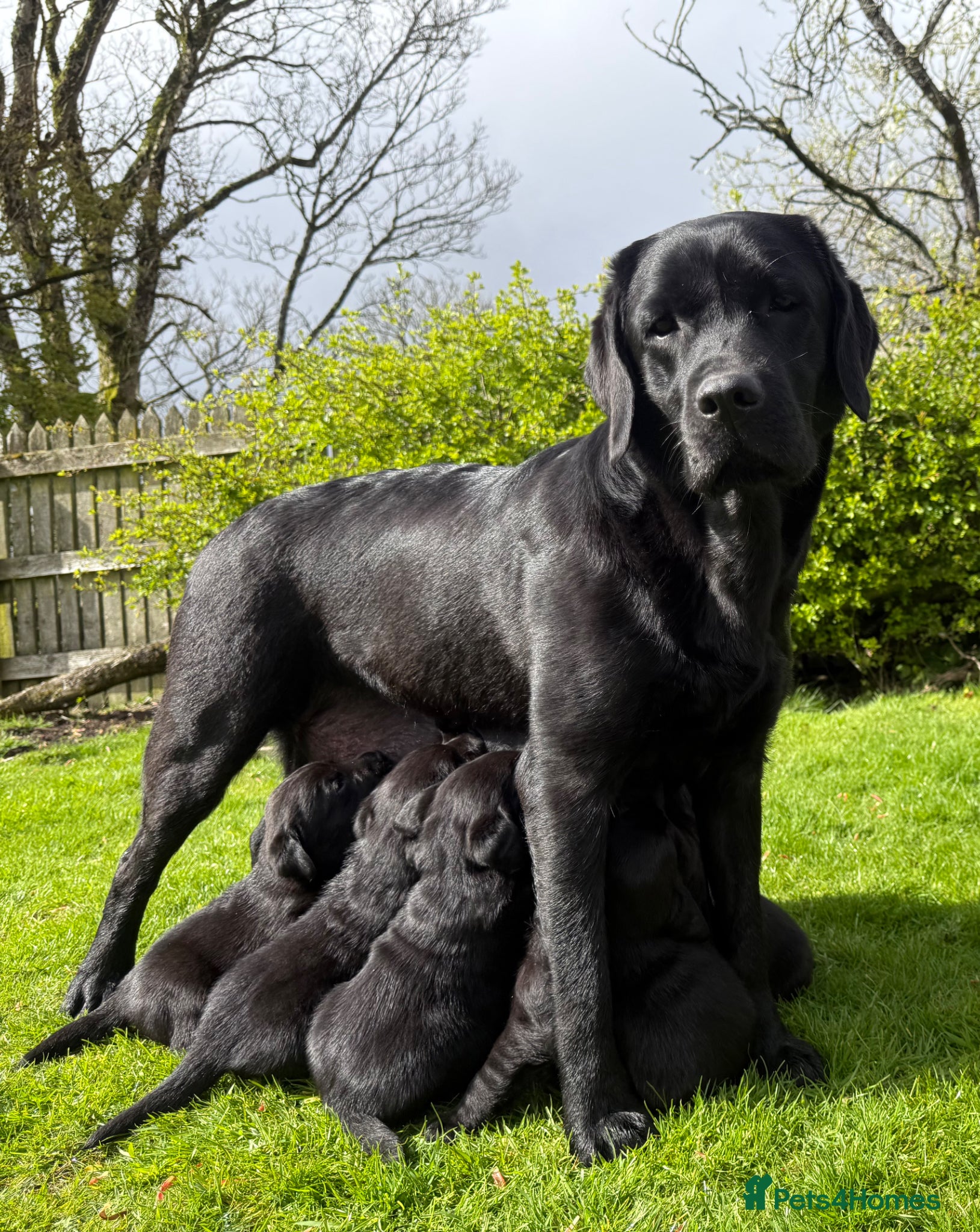 Labrador Retriever dogs  Delightful Black Labrador Litter  - Advert 1