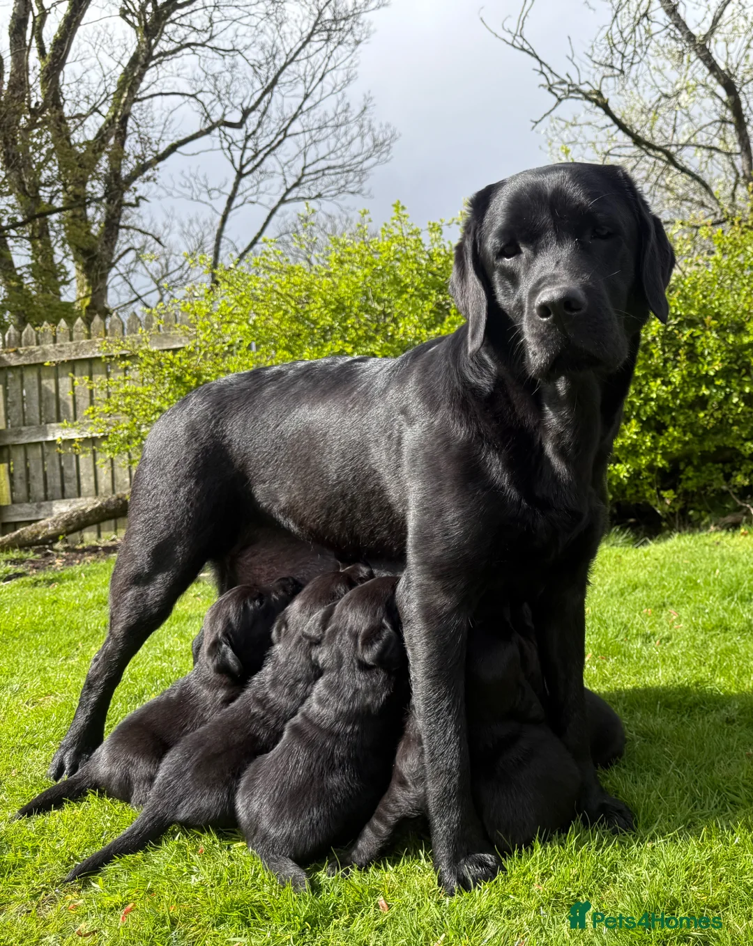 Labrador Retriever dogs for sale:  Delightful Black Labrador Litter  in Lancaster - Advert 1
