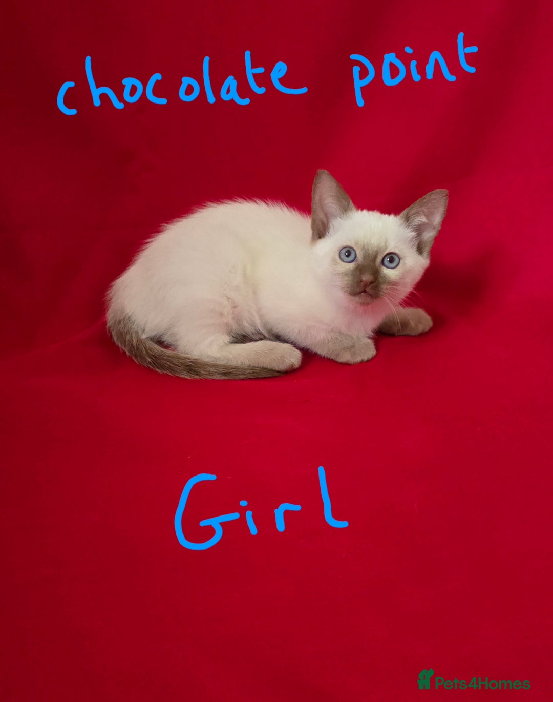 Siamese cats for sale: Beautiful Traditional Siamese Kittens  - Advert 5