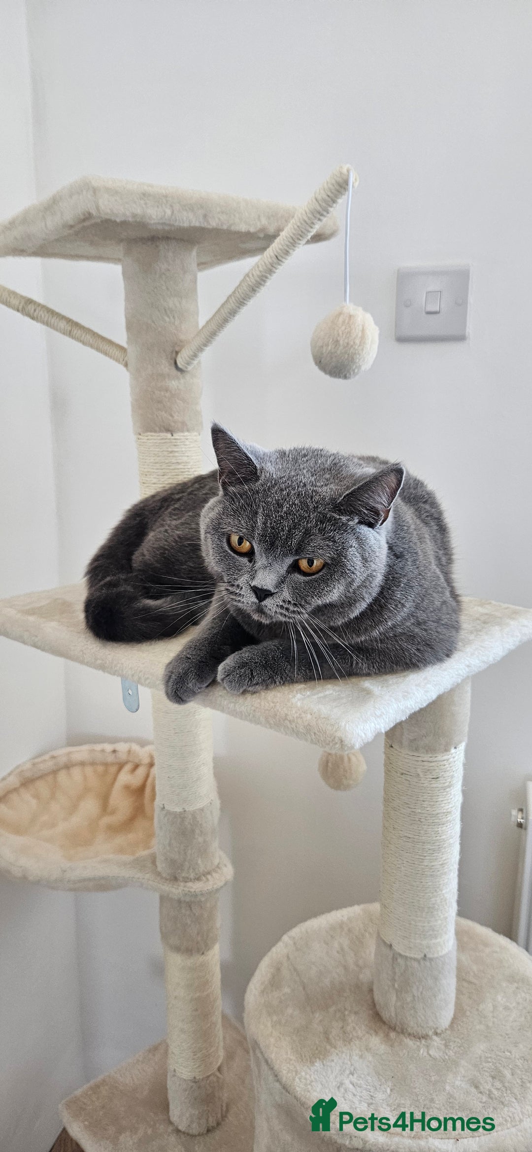 British Shorthair cats for sale: 🐾 Adorable Kittens Looking for Forever Homes 🐾 - Image 15