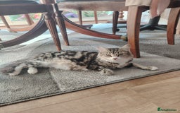 Norwegian Forest Cat cats for sale: Norwegian Forest kittens  - Image 20