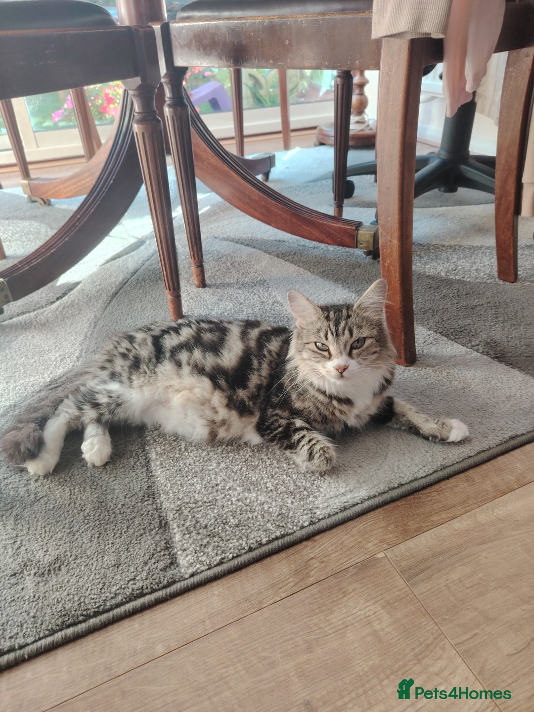Norwegian Forest Cat cats for sale: Norwegian Forest kittens  - Image 20