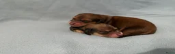 Miniature Dachshund dogs for sale: IVDD screened, Kc Reg & Health Tested Parents  - Advert 3