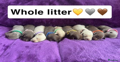 Labrador Retriever dogs - Advert 5