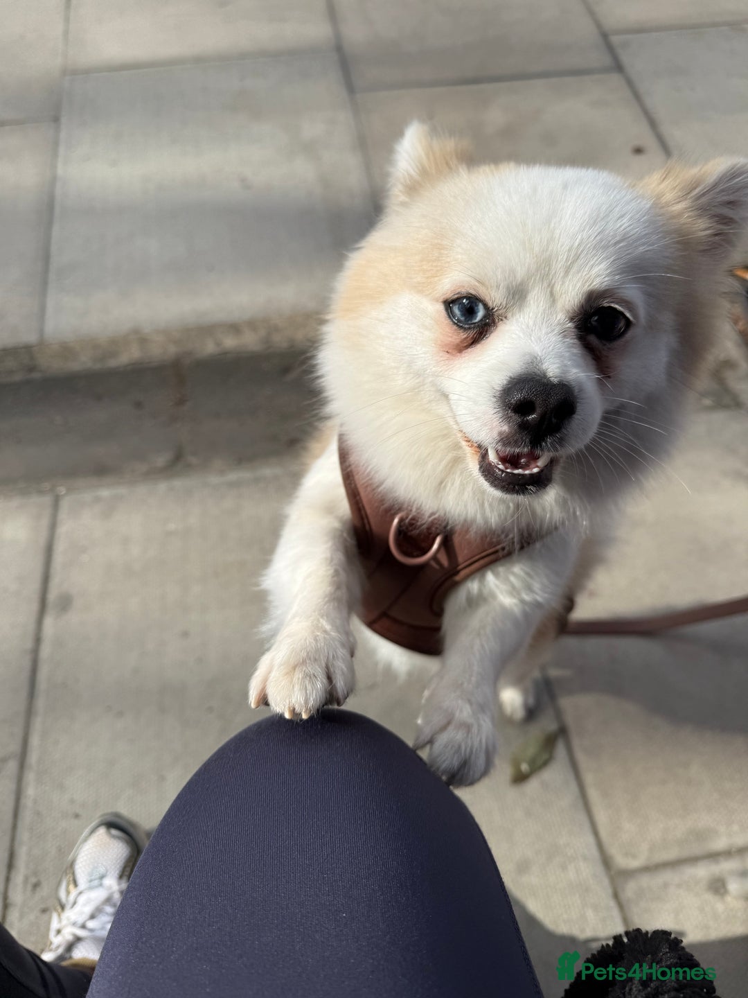 Pomeranian dogs for stud: PomeranianMale for Stud Healthy,Friendly&Ready Now - Advert 8