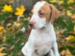 Pointer dogs - Advert 1