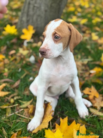 Pointer dogs - Advert 1