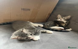 Mixed Breed cats for sale: 1 x Stunning Beautiful Girl Kitten Ready NOW - Image 13