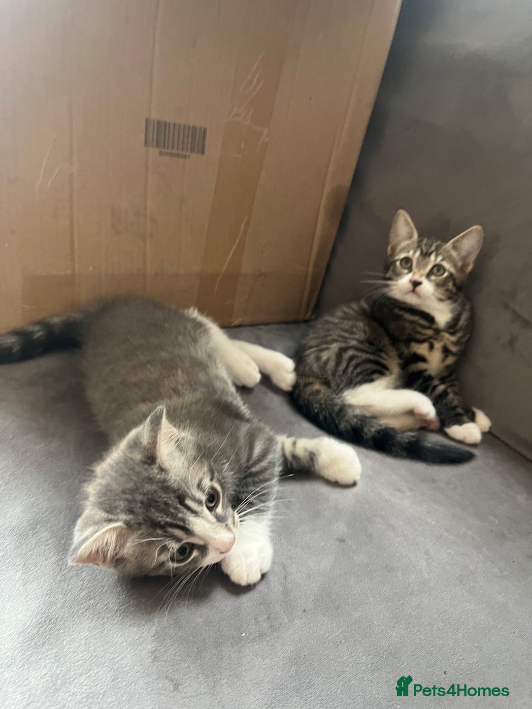Mixed Breed cats for sale: 1 x Stunning Beautiful Girl Kitten Ready NOW - Image 13