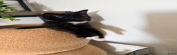 Maine Coon cats for sale: Mainecoon X Bombay X Tabby - Advert 4