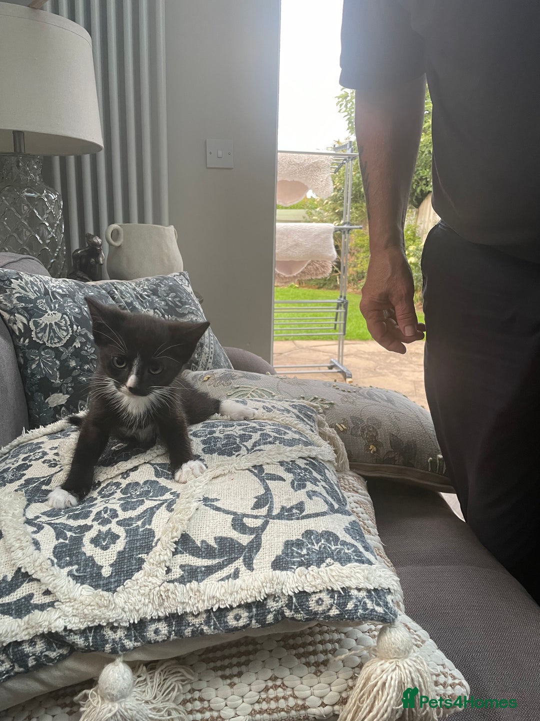 Domestic Shorthair cats for sale: Kitten.  Black white.  8 weeks old - Image 3
