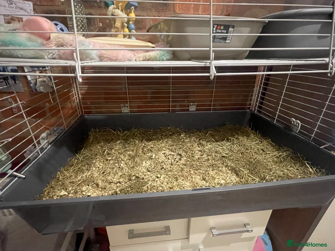 Guinea Pig rodents for sale: 2 young guinea pigs  in Brierley Hill - Advert 13