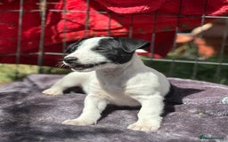 Jack Russell dogs for sale: Last two beautiful Jack Russell bitches - Image 4
