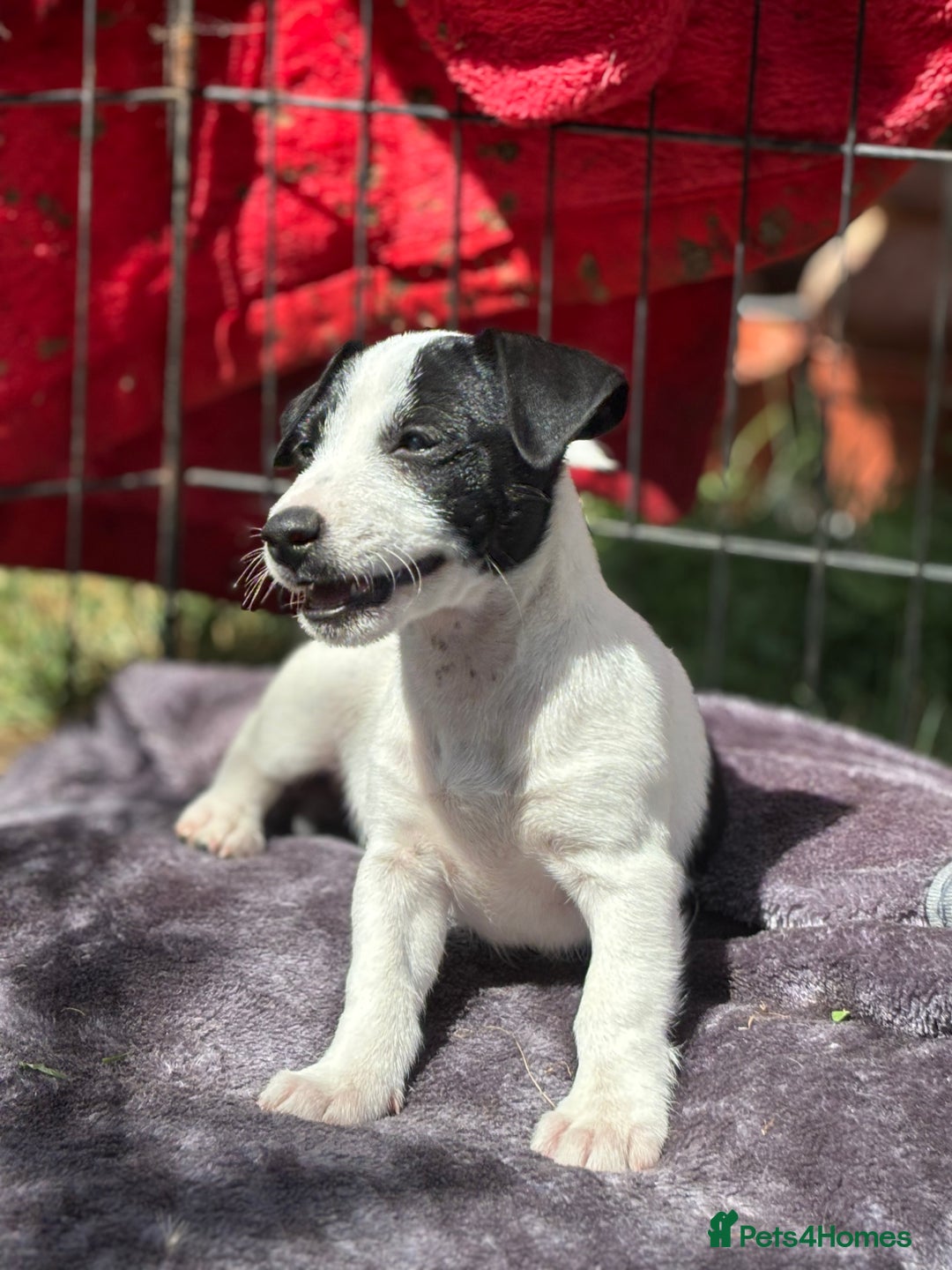 Jack Russell dogs for sale: Last two beautiful Jack Russell bitches - Image 4