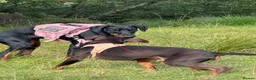 Dobermann dogs for sale: Black and Tan female Doberman  - Advert 4