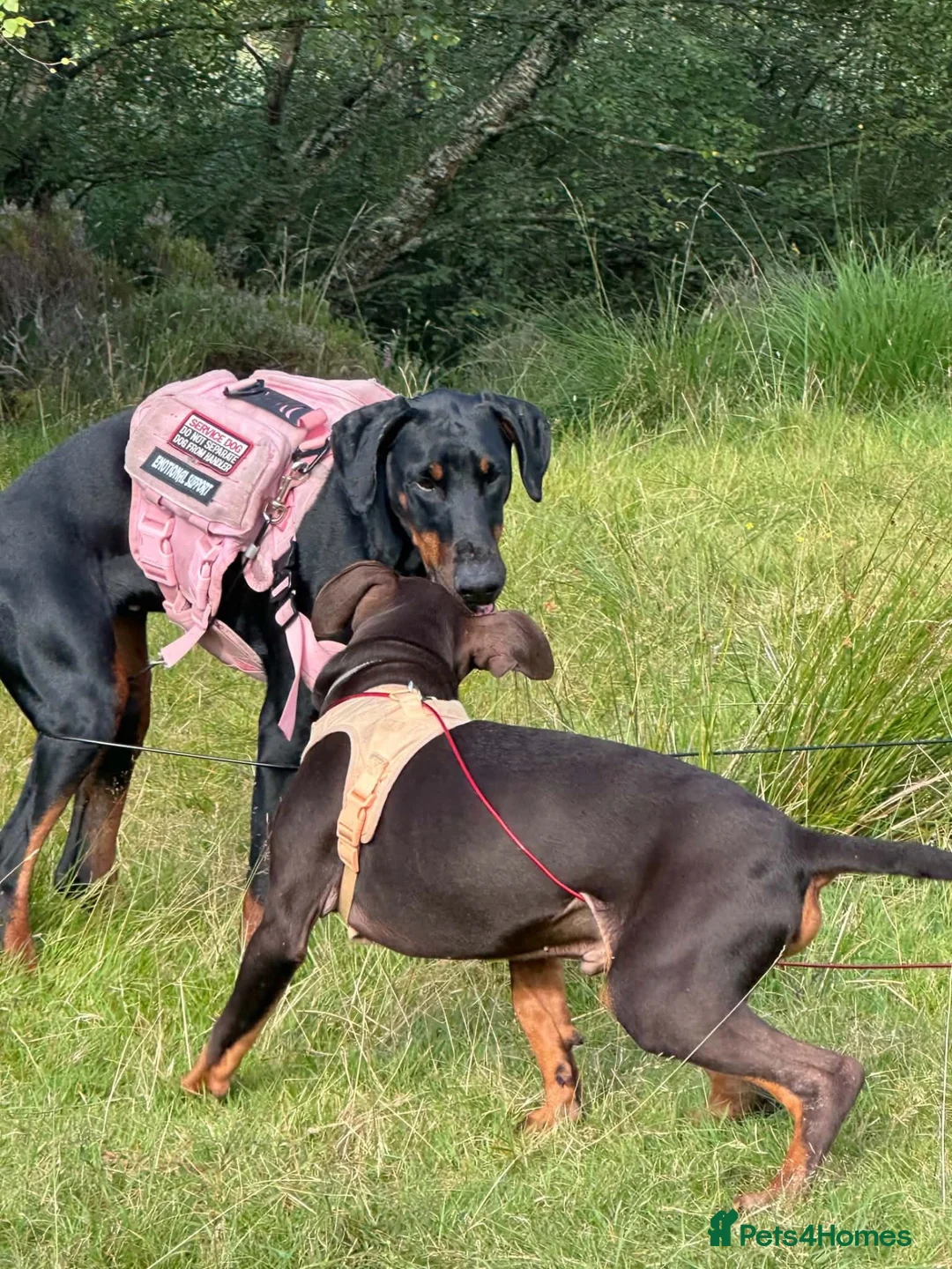 Dobermann dogs for sale: Black and Tan female Doberman  - Advert 4