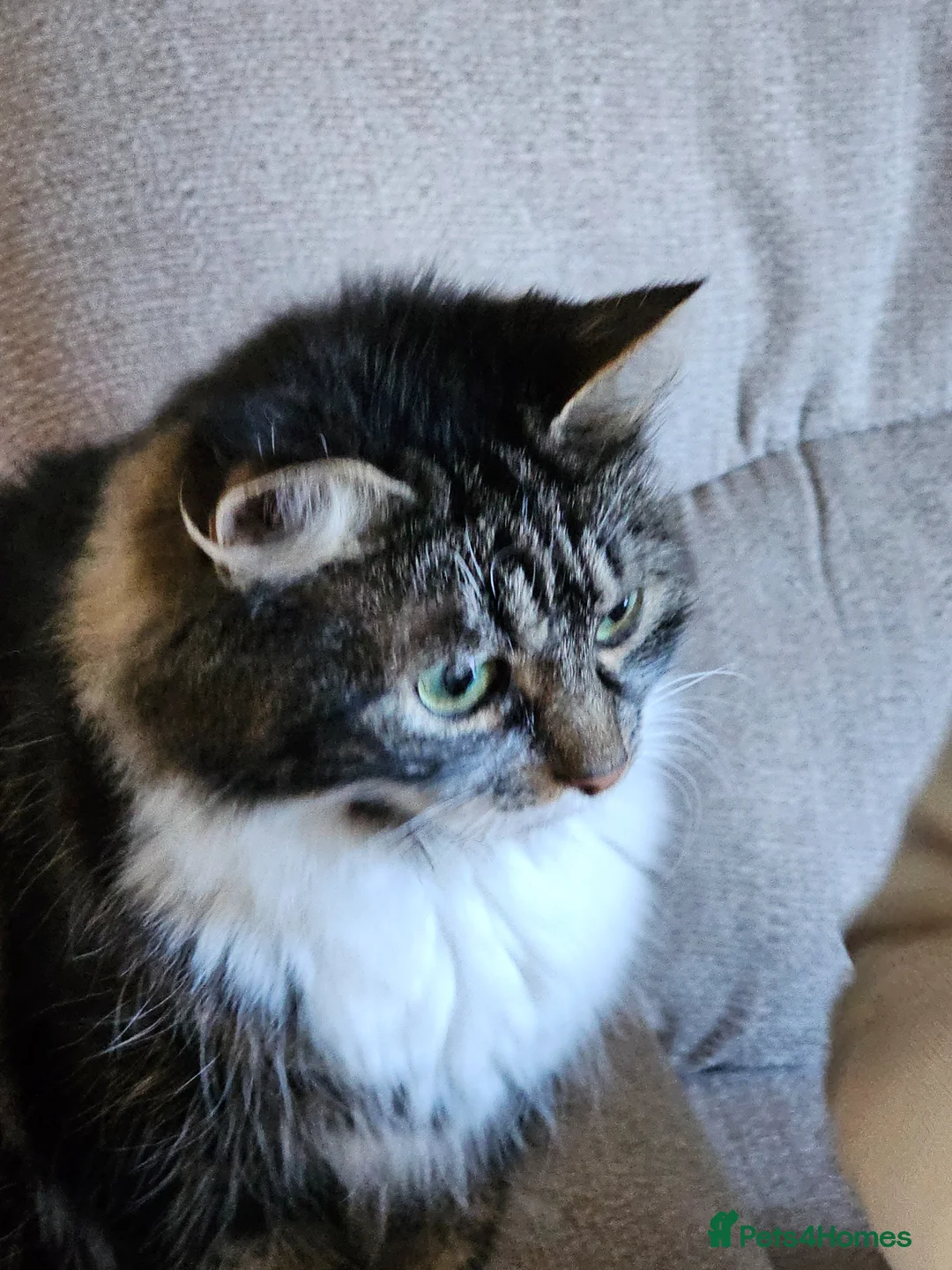 Maine Coon cats for sale: Maine Coon cross kittens  - Advert 1